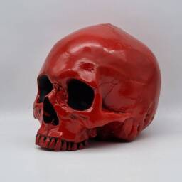 Red Skull. Plaster Of Paris Life Size Human Skull Replica - thumbnail 2