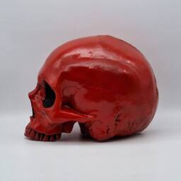 Red Skull. Plaster Of Paris Life Size Human Skull Replica - thumbnail 4