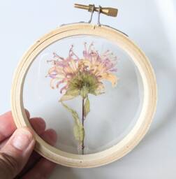Framed Flowers Wall Art, Pink Monarda Flower, Hoop Art Decor, Botanical Gifts, Floral Arts, Flower Nature Lovers Gift - thumbnail 1