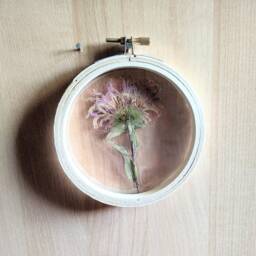 Framed Flowers Wall Art, Pink Monarda Flower, Hoop Art Decor, Botanical Gifts, Floral Arts, Flower Nature Lovers Gift - thumbnail 3
