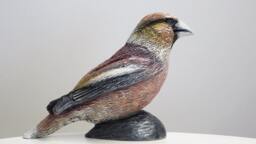 Hawfinch Bird Statue Hand Cast Resin Figurine