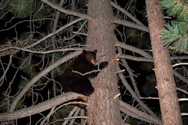 Instant Download Bear Wall Art, Lake Tahoe, Printable Art Wild Nature Decor, Decor in Tree - image 1