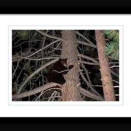 Instant Download Bear Wall Art, Lake Tahoe, Printable Art Wild Nature Decor, Decor in Tree - thumbnail 2