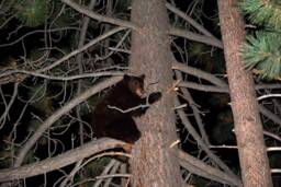 Instant Download Bear Wall Art, Lake Tahoe, Printable Art Wild Nature Decor, Decor in Tree - thumbnail 1