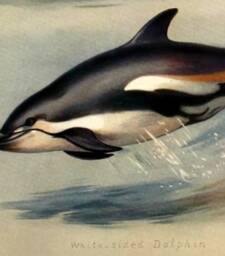 Dolphin Canvas Print With Oak Magnetic Hanger, Marine Life Art - thumbnail 3