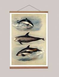 Dolphin Canvas Print With Oak Magnetic Hanger, Marine Life Art - thumbnail 1