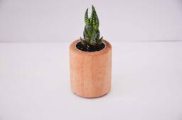 Tall Succulent Planter, Crafted From Nsw Oak, Christmas Gift, Wooden Pot Plant, Desk Accessories, Miniature Succulent, Made in Australia