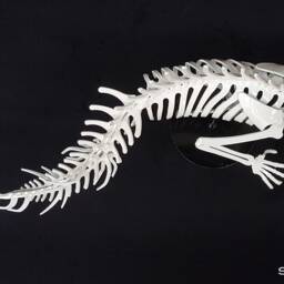 Merman Skeleton - thumbnail 3