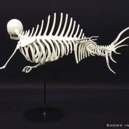 Merman Skeleton - thumbnail 2