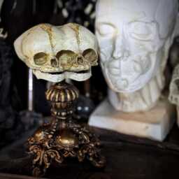 Conjoined Twins Fetal Skull Display - Gothic Anatomical Art Sculpture, Hand Painted Resin, Victorian Oddities, Curiosity Cabinet Decor - thumbnail 2