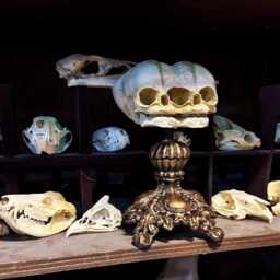 Conjoined Twins Fetal Skull Display - Gothic Anatomical Art Sculpture, Hand Painted Resin, Victorian Oddities, Curiosity Cabinet Decor - thumbnail 4