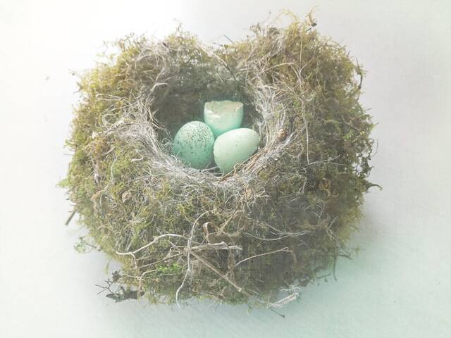 Nest Fine Art Print - Gallery Wrap