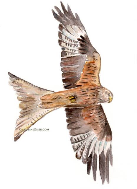 Milvus Bird Milan Raptor Watercolour Painting Original - image 1