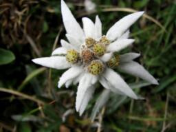 Alpine Flowers Strong Scented Votive Candle - thumbnail 1