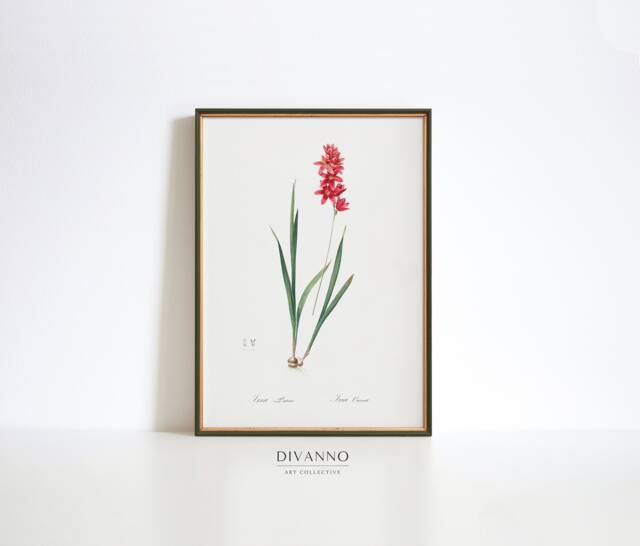 Vintage Wandflower Botanical Print, Pierre Redout?? Floral Art - image 1