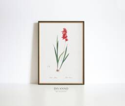 Vintage Wandflower Botanical Print, Pierre Redout?? Floral Art - thumbnail 1