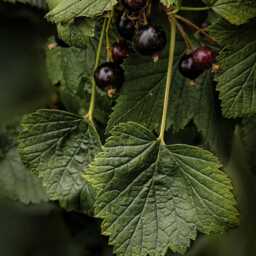 Comfort - Black Currant, Eucalyptus Concrete Candle - thumbnail 4