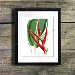 Heliconia Flower Art Print, Tropical Botanical Illustration - thumbnail 1