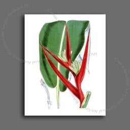 Heliconia Flower Art Print, Tropical Botanical Illustration - thumbnail 2