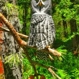 Great Grey Owl On Pine Branch, Wooden Owl, Hand Carved Bird, Realistic Bird, Woodcarving Gift, Owl Lover Gift, Artwork Hanger - thumbnail 2