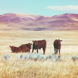 "Cows, Cow Art, Cowboy Western Montana, Montana Photography, Digital Download, Printable Wall Decor, Farmhouse Art ""Good Guys" - thumbnail 3