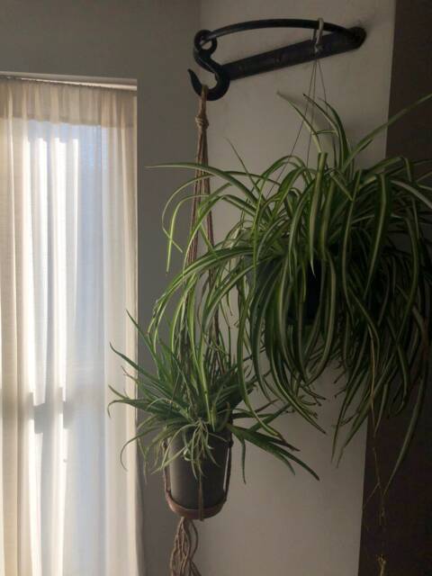 Half Moon Wall Mount Hanging Plant Holder Rack