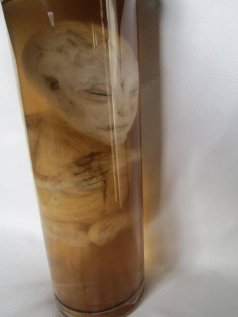 Alien Taxidermy Cabinet Of Curiosities Oditties - image 1