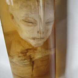Alien Taxidermy Cabinet Of Curiosities Oditties - thumbnail 4