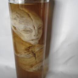 Alien Taxidermy Cabinet Of Curiosities Oditties - thumbnail 3