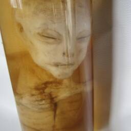 Alien Taxidermy Cabinet Of Curiosities Oditties - thumbnail 2