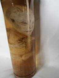 Alien Taxidermy Cabinet Of Curiosities Oditties - thumbnail 1