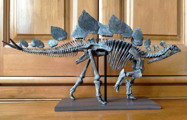 45 cm, Dinosaur Model/stegosaurus Skeleton Model Jl202101 - image 1
