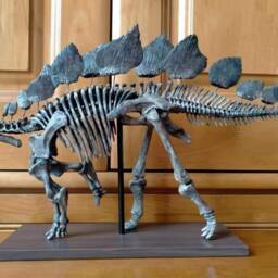 45 cm, Dinosaur Model/stegosaurus Skeleton Model Jl202101 - thumbnail 2