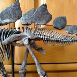 45 cm, Dinosaur Model/stegosaurus Skeleton Model Jl202101 - thumbnail 4