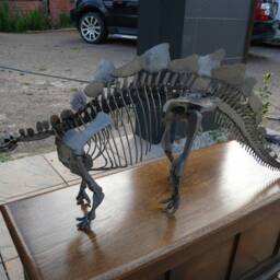 Handmade Welded Stegosaurus Skeleton Sculpture - thumbnail 2