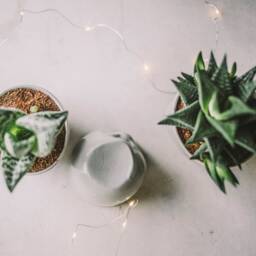 Face Planter Set Ceramic Succulent Pots, Grey Cacti Trio - thumbnail 4