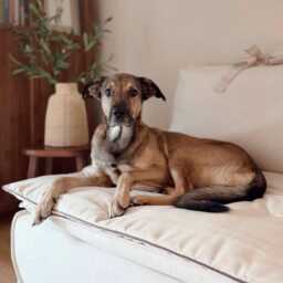 Sofa Cover, Pet Protector, Corner Sofa Throw, Cover With Piping - thumbnail 3
