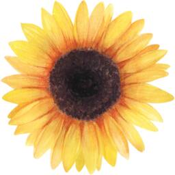 Sunflower Family Name Wall Art Watercolour Flower Print Fine Gift For Mothers Day Birthday Mum Dad Friend Baby Christening Nan Wedding - thumbnail 4