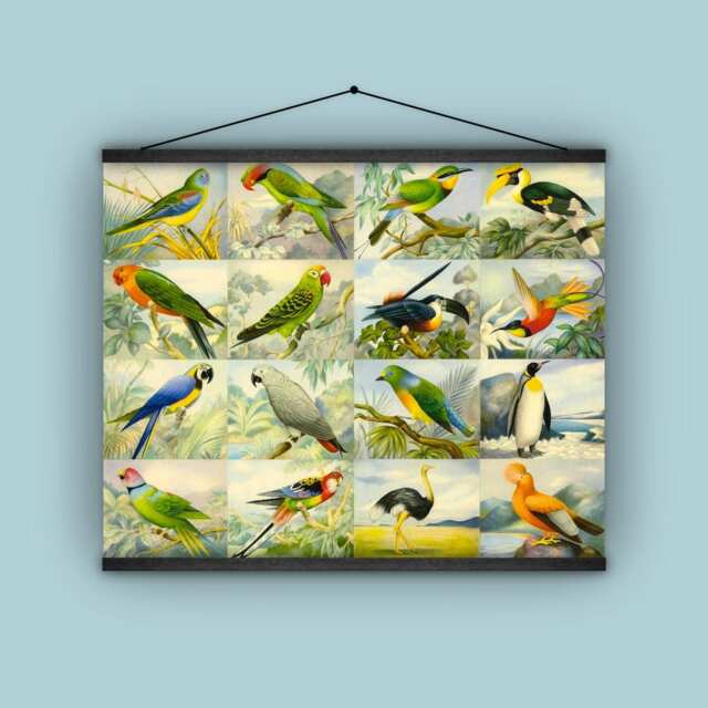 Birds, Parrots, Chart, Wall Hanging, Banner, Natural History, Vintage, Antique, Poster, Print, Labels - image 1