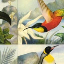 Birds, Parrots, Chart, Wall Hanging, Banner, Natural History, Vintage, Antique, Poster, Print, Labels - thumbnail 2