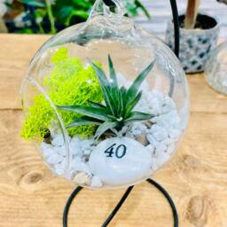 Diy Terrarium Air Plant Kit, Birthday Gift For 40 Year Olds. Forty Birthday. 40Th Gift. Air Plant Terrarium Present - thumbnail 3