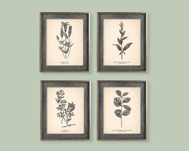Vintage Botanical Prints Set Of 4 Poster Wildflower Print Flower Art Neutral Decor Beige - image 1