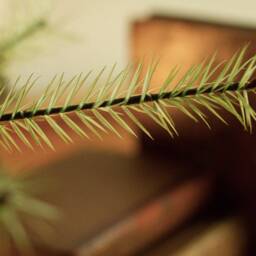 German Goose Feather Christmas Tree Pale Muted Green - thumbnail 3