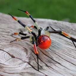 Red Uranium Glass Spider Vaseline Figurine Uv - thumbnail 2