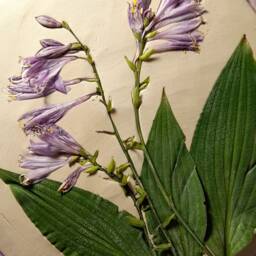 Hosta Flower Round Plaster Cast Wild Forest Botanical Bas-Relief Decorative Ceramic Tile Plaster Wall Art Wall Decor For Hall - thumbnail 2