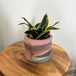 Zero-Waste Concrete Planter Modern Cement Plant Pot With Drainage - thumbnail 3