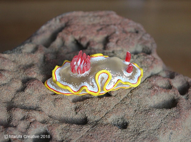 Nula The Nudibranch - Ardeadoris Rubroannulata - image 1