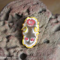 Nula The Nudibranch - Ardeadoris Rubroannulata - thumbnail 3