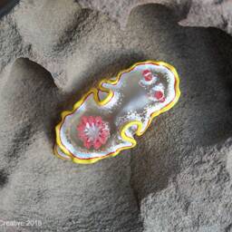 Nula The Nudibranch - Ardeadoris Rubroannulata - thumbnail 4