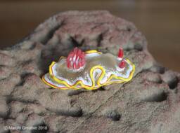 Nula The Nudibranch - Ardeadoris Rubroannulata